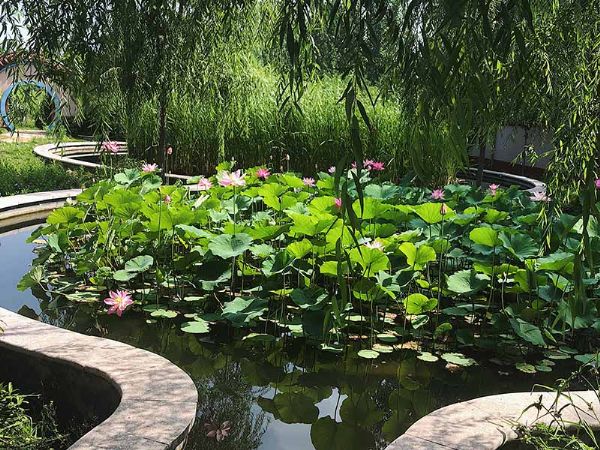 山東天朗環保后花園